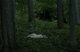 Мистериум: Охотники на фазанов (2014) - кадр 2