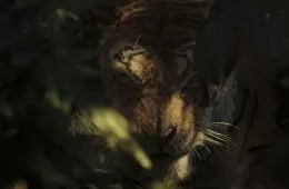 Маугли (2018) - кадр 3