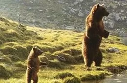 Медведь (1988) - кадр 3