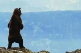 Медведь (1988) - кадр 2