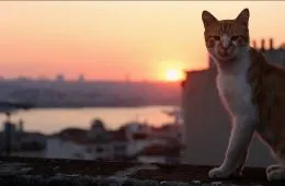 Город кошек (2016) - кадр 3