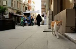 Город кошек (2016) - кадр 2